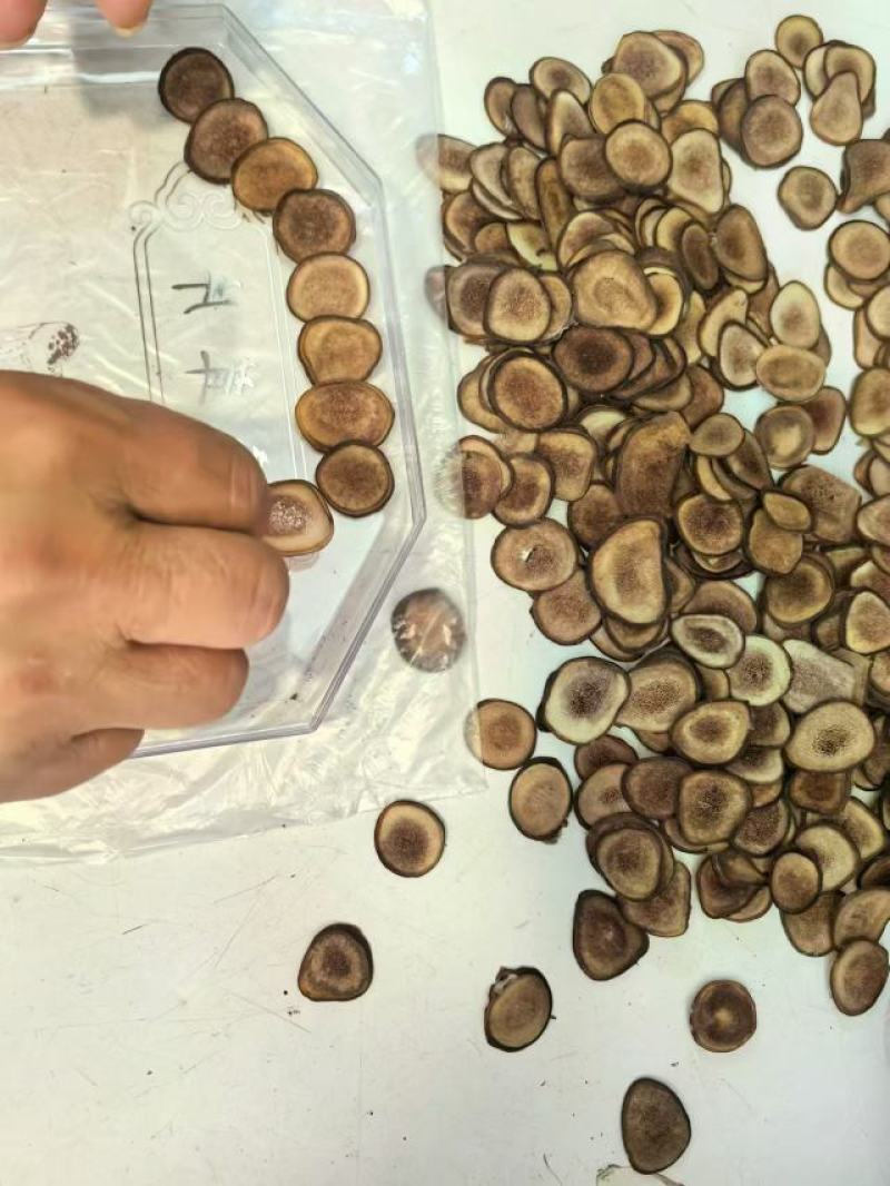 鹿茸礼盒梅花鹿马鹿驯鹿
