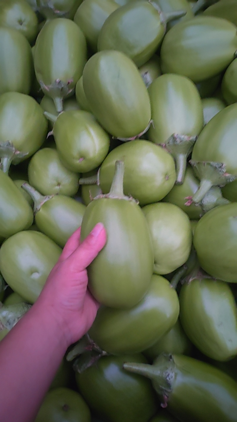 青茄子蔬菜类