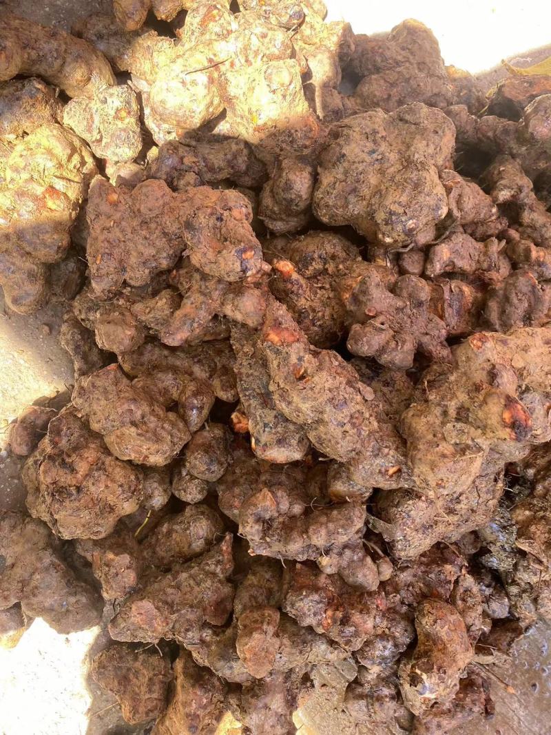 广西白肉土茯苓粉质土茯苓广东土茯苓非云南土茯苓冷饭头