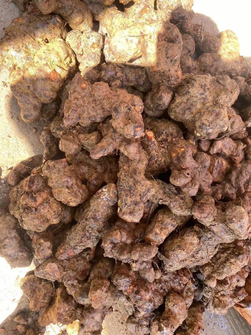 广西白肉土茯苓粉质土茯苓广东土茯苓非云南土茯苓冷饭头