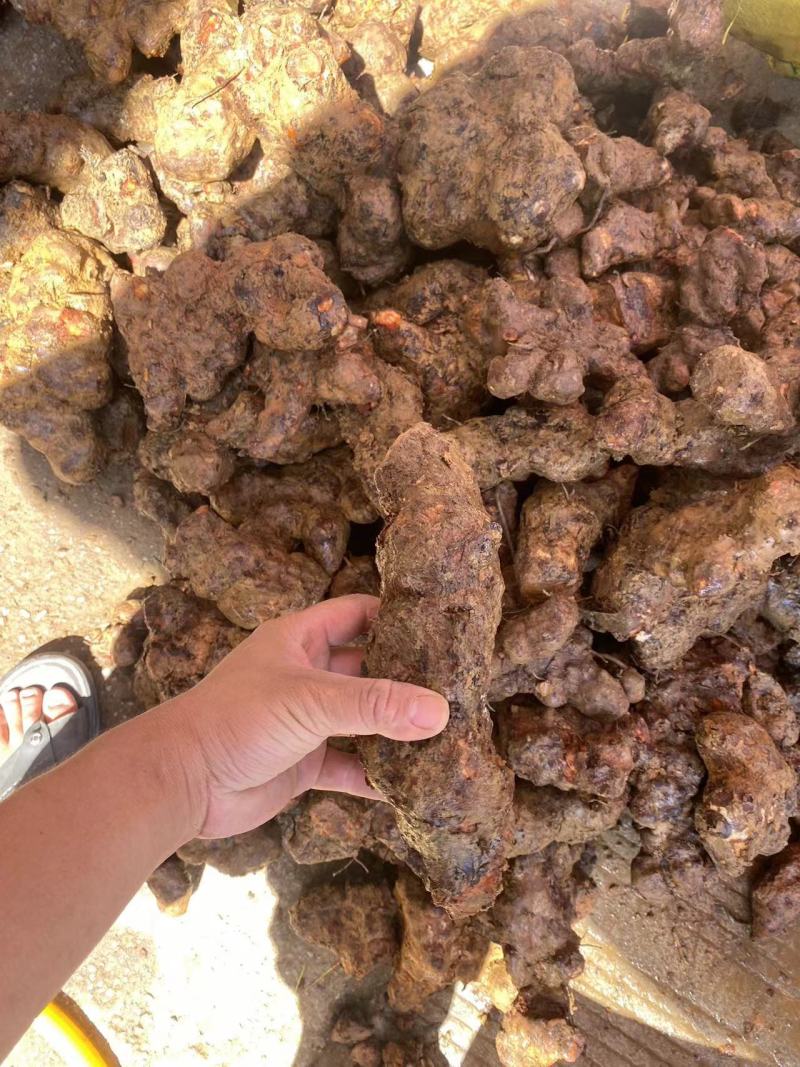 广西白肉土茯苓粉质土茯苓广东土茯苓非云南土茯苓冷饭头