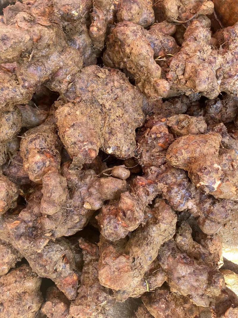 广西白肉土茯苓粉质土茯苓广东土茯苓非云南土茯苓冷饭头