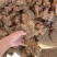 广西白肉土茯苓粉质土茯苓广东土茯苓非云南土茯苓冷饭头