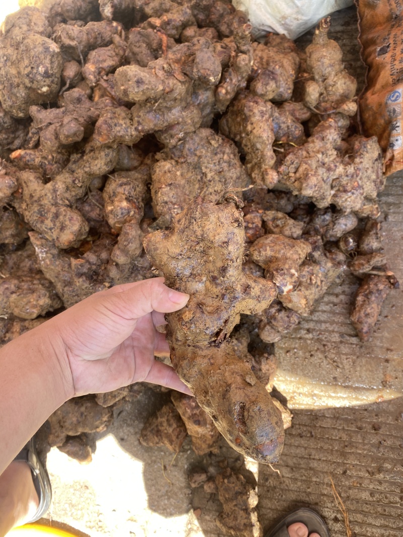广西白肉土茯苓粉质土茯苓广东土茯苓非云南土茯苓冷饭头