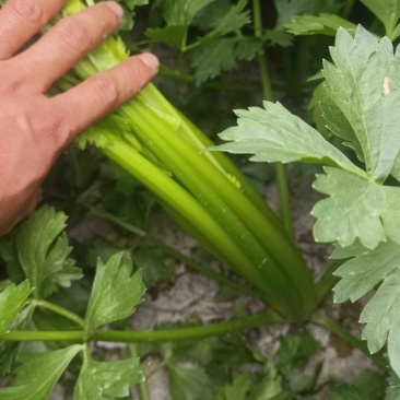 甘肃定西小芹菜大量上市，品质好价格优，欢迎咨询联系