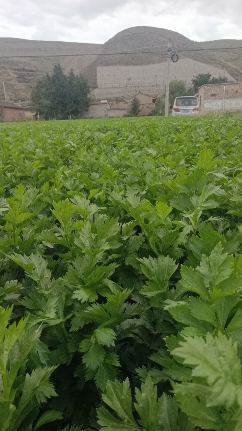 甘肃定西小芹菜大量上市，品质好价格优，欢迎咨询联系