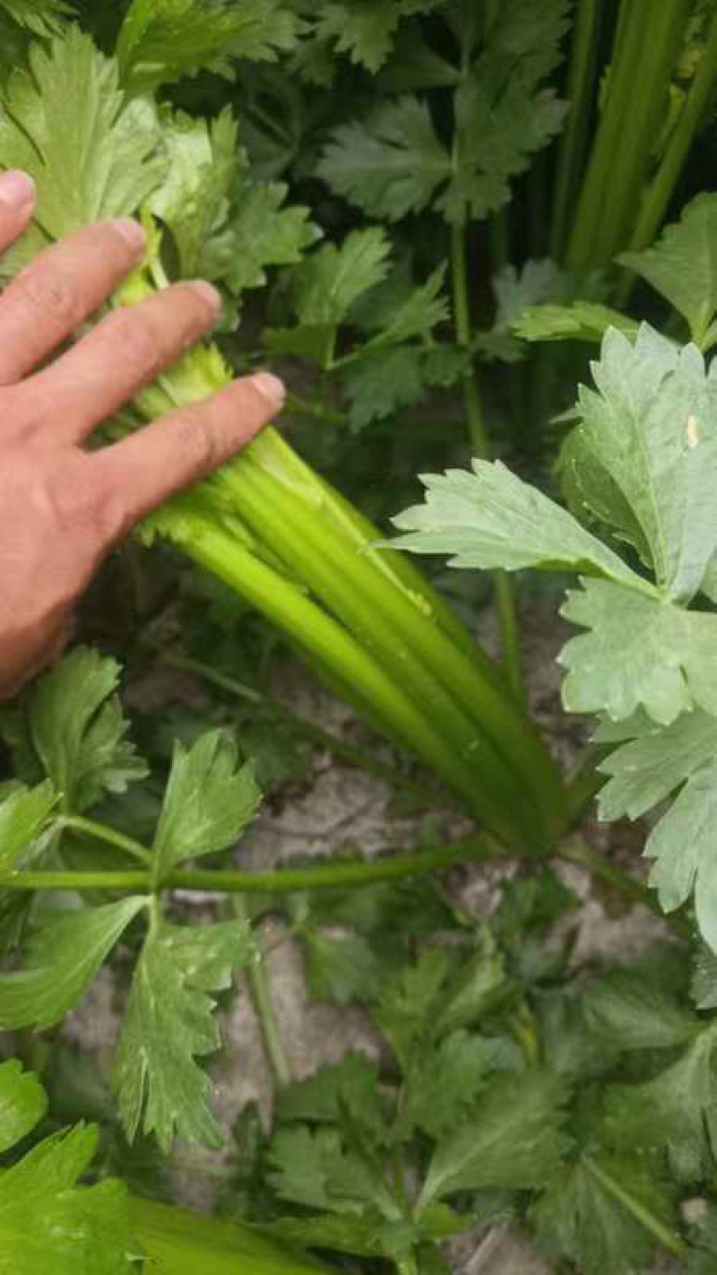 甘肃定西小芹菜大量上市，品质好价格优，欢迎咨询联系
