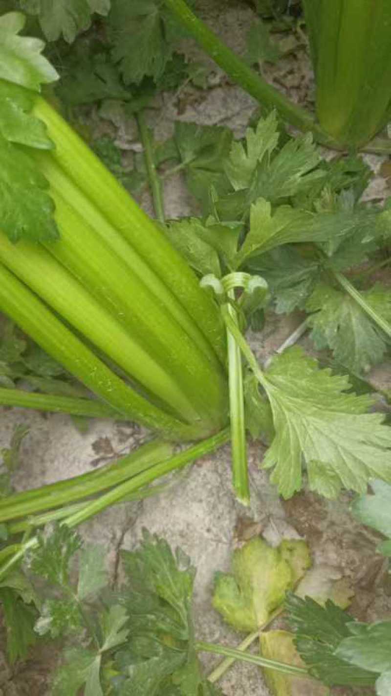 甘肃定西小芹菜大量上市，品质好价格优，欢迎咨询联系