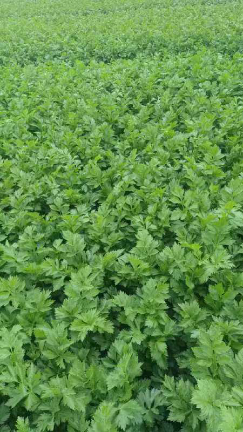 甘肃定西小芹菜大量上市，品质好价格优，欢迎咨询联系