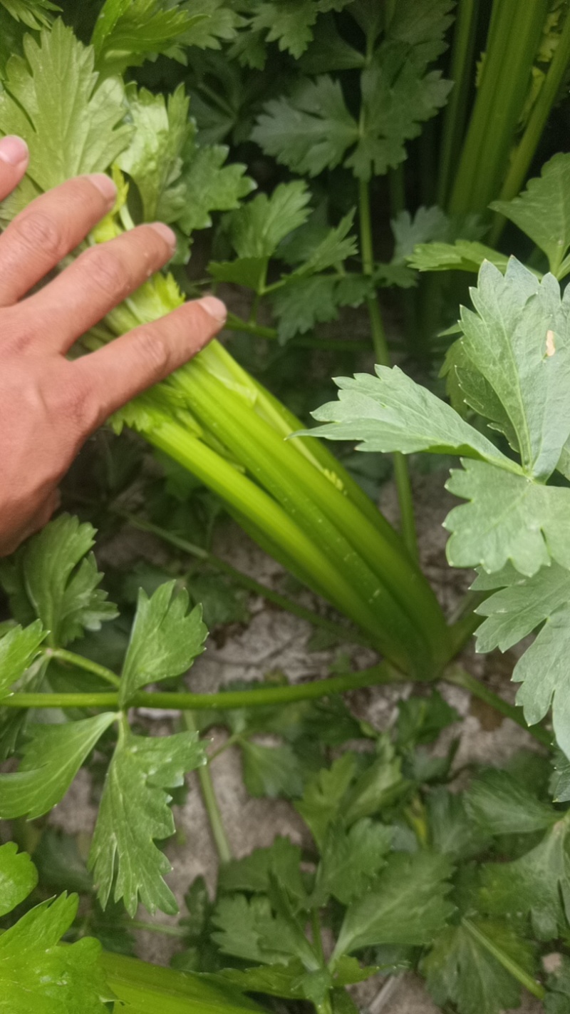 甘肃定西小芹菜大量上市，品质好价格优，欢迎咨询联系