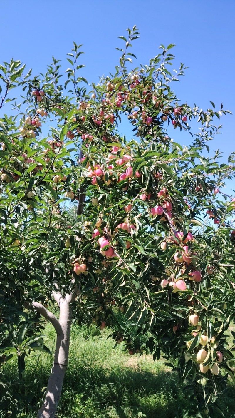 内蒙古海棠果（鸡心果）苹果自家千亩基地种植保质保量