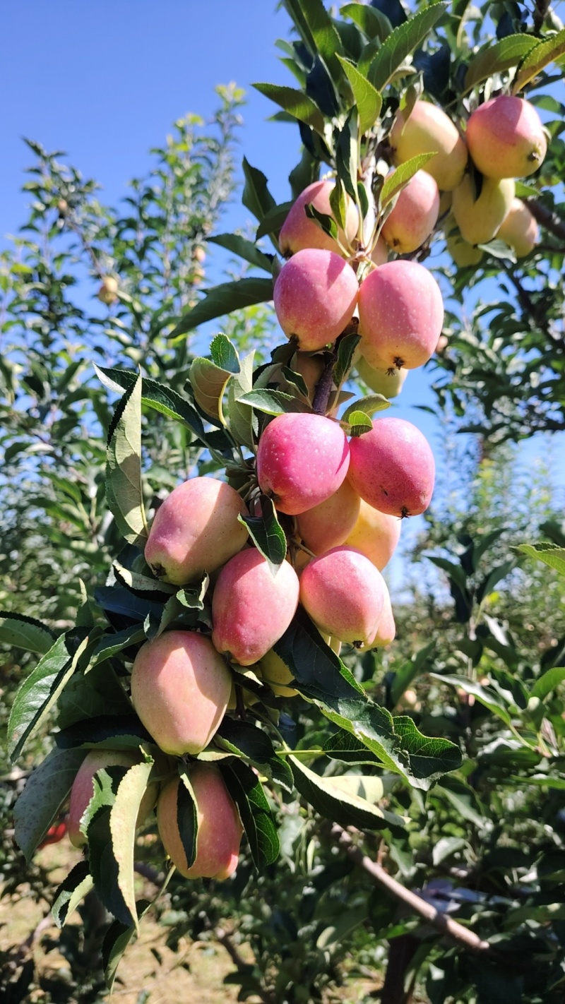 内蒙古海棠果（鸡心果）苹果自家千亩基地种植保质保量