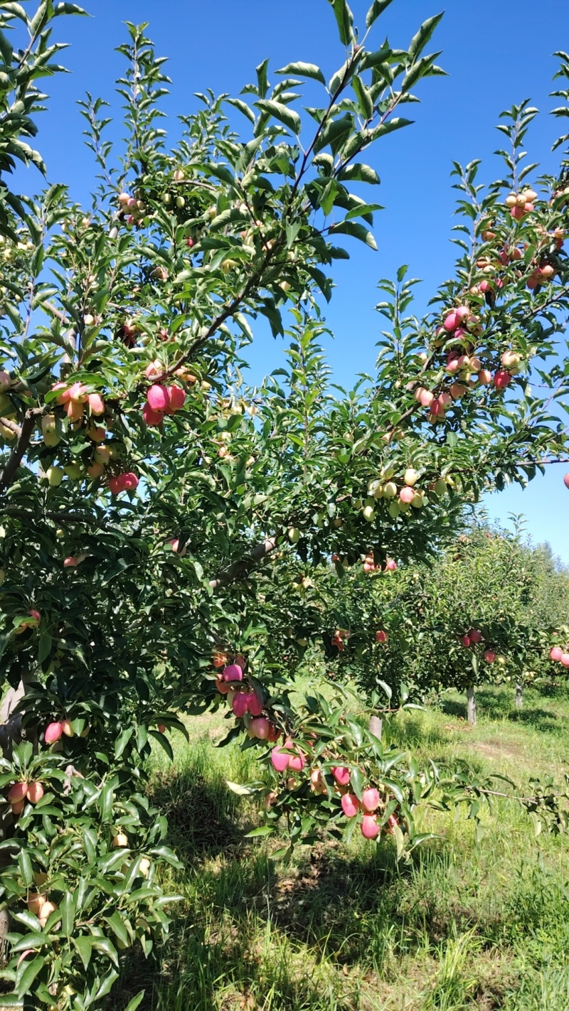内蒙古海棠果（鸡心果）苹果自家千亩基地种植保质保量