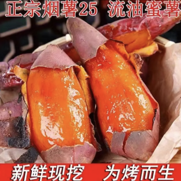 河北烟薯现挖现发货源充足品质保证对接全国欢迎咨询！