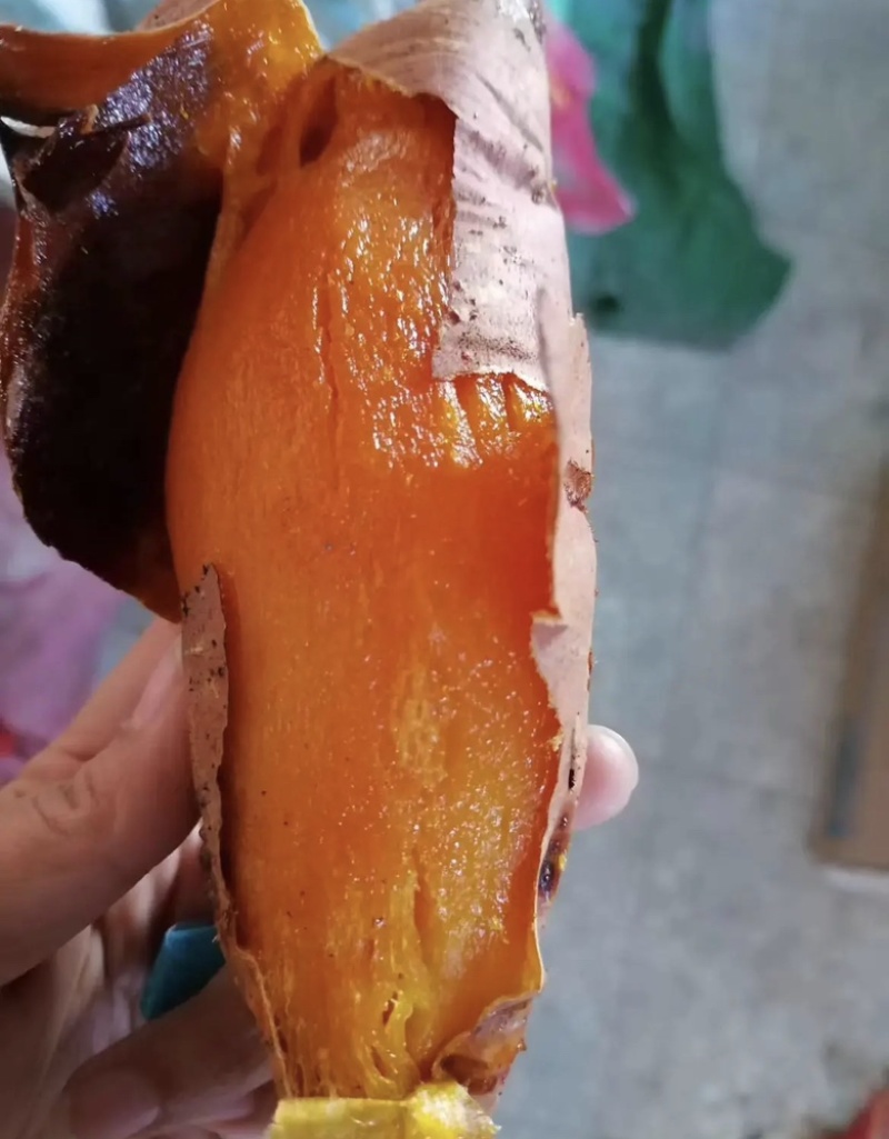 河北烟薯现挖现发货源充足品质保证对接全国欢迎咨询！