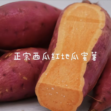 河北正宗西瓜红红薯大量现货供应全国质量保证欢迎咨询！