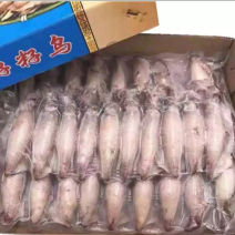 精品带籽带膏海兔