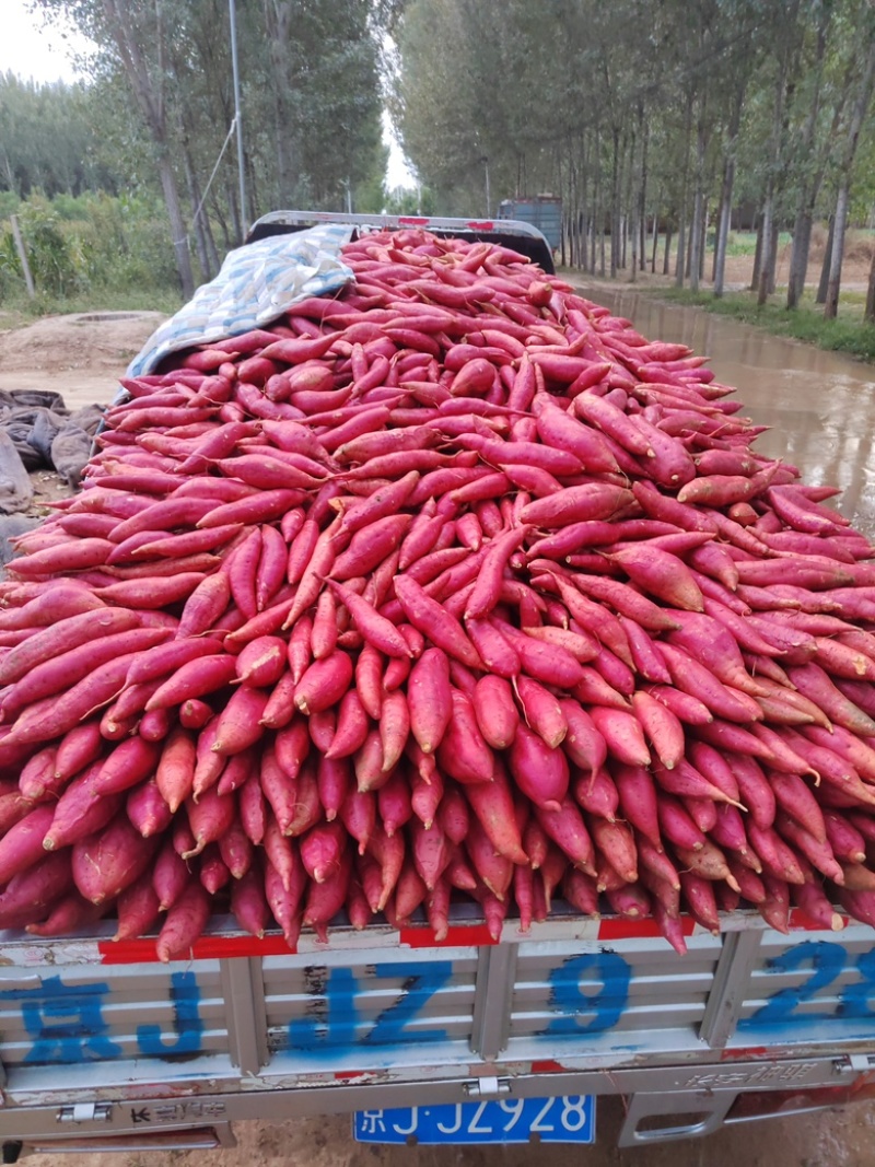 河北正宗西瓜红红薯大量现货供应全国质量保证欢迎咨询！