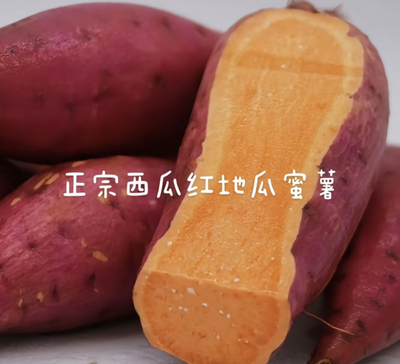 河北正宗西瓜红红薯大量现货供应全国质量保证欢迎咨询！