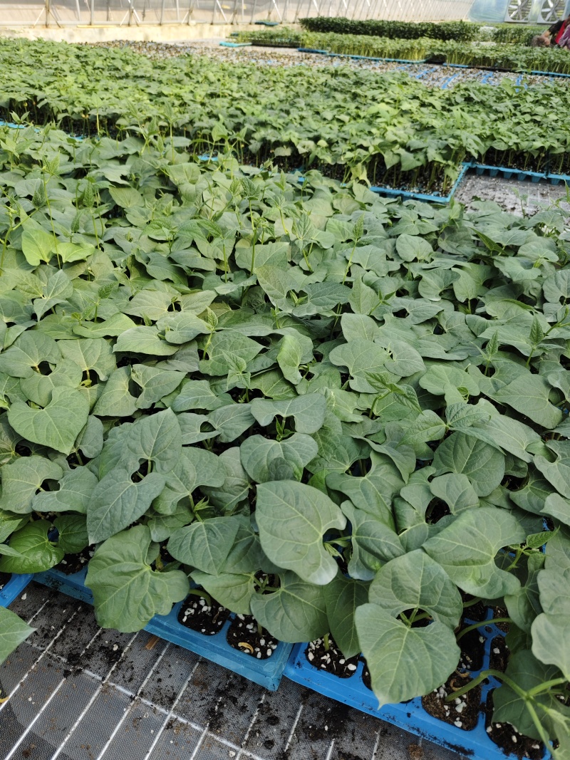 油豆苗