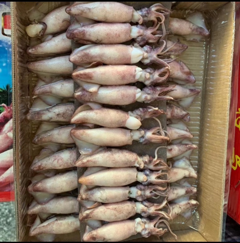精品带籽带膏海兔