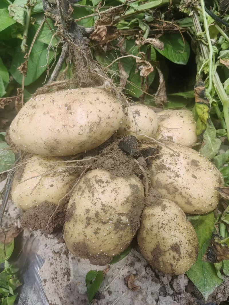 甘肃希森土豆量大从优一条龙服务全国发货量大从优