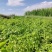 甘肃希森土豆量大从优一条龙服务全国发货量大从优