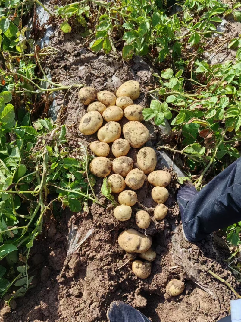 甘肃希森土豆量大从优一条龙服务全国发货量大从优