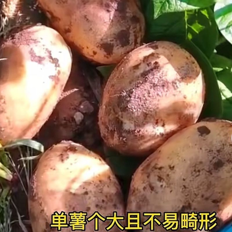 甘肃希森土豆量大从优一条龙服务全国发货量大从优
