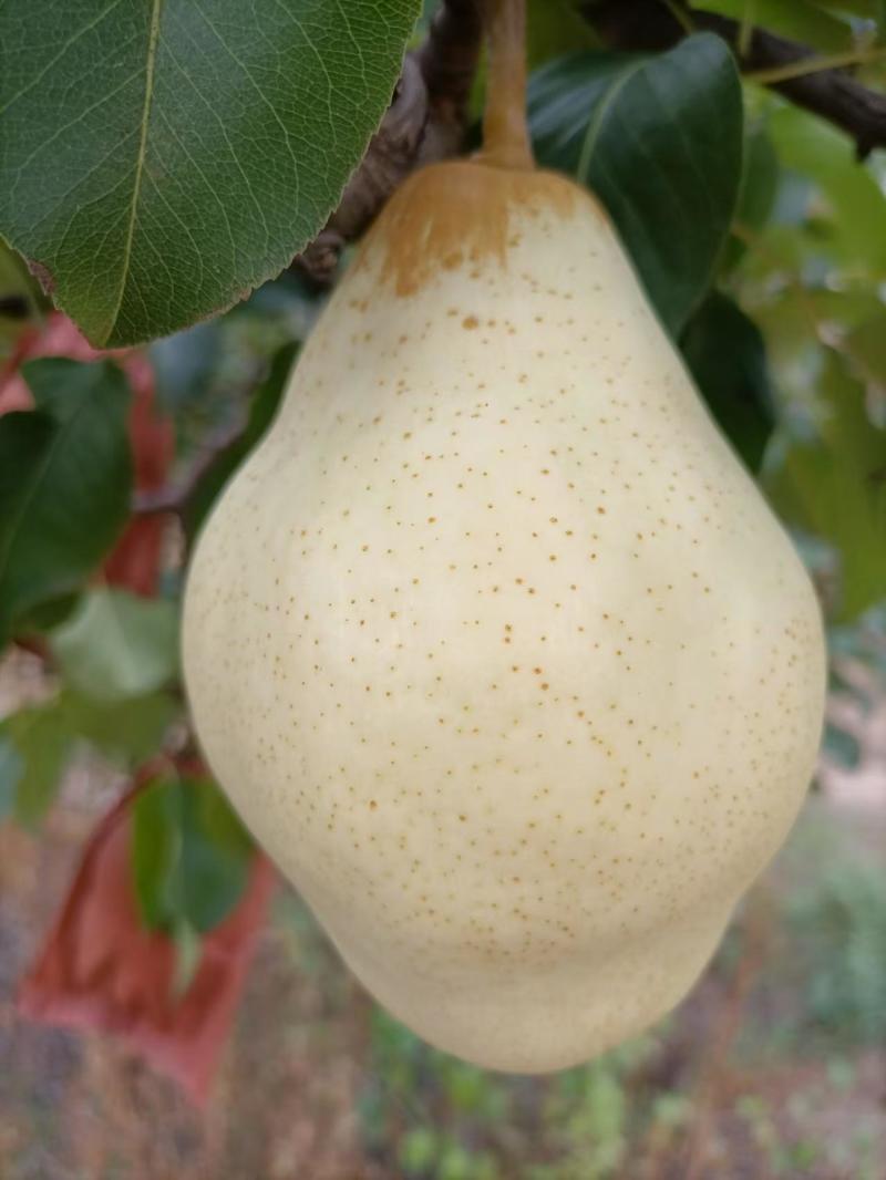 贵妃梨/固安梨/个大果面乳白口感好