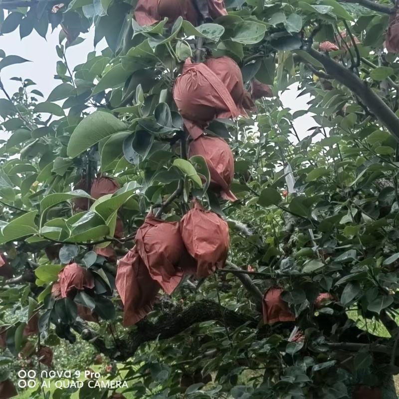 贵妃梨/固安梨/个大果面乳白口感好