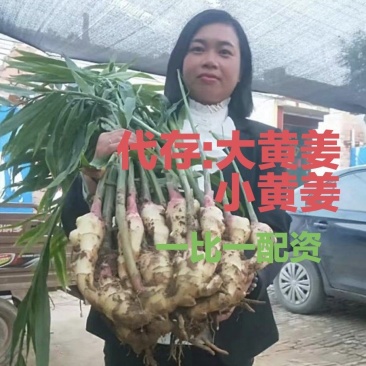 浙江万亩生姜大量供，代存:大黄姜:小黄姜:沙土姜电商姜