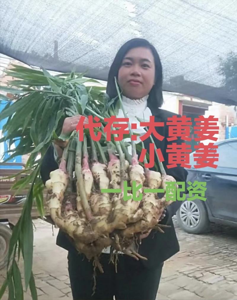 浙江万亩生姜大量供，代存:大黄姜:小黄姜:沙土姜电商姜