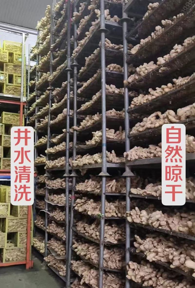 浙江万亩生姜大量供，代存:大黄姜:小黄姜:沙土姜电商姜