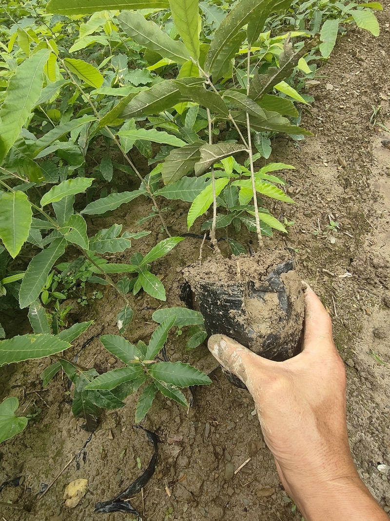 栓皮栎苗(青岗橡子苗)杯苗16×14的杯子苗支持视频看货