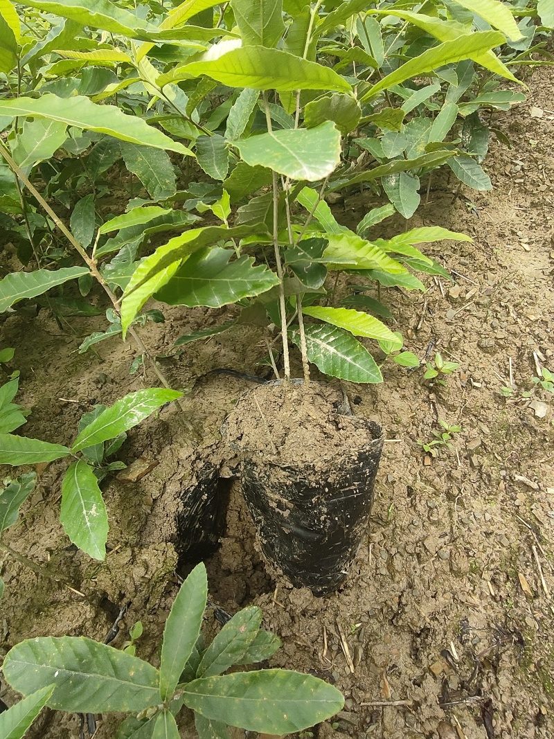 栓皮栎苗(青岗橡子苗)杯苗16×14的杯子苗支持视频看货