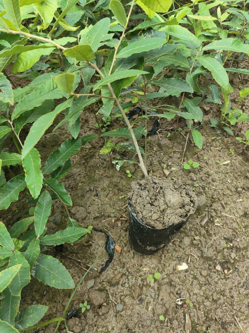 栓皮栎苗(青岗橡子苗)杯苗16×14的杯子苗支持视频看货