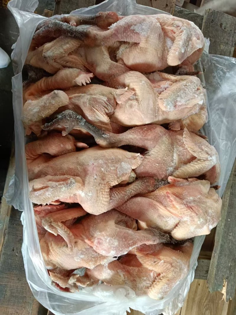 二级麻鸡