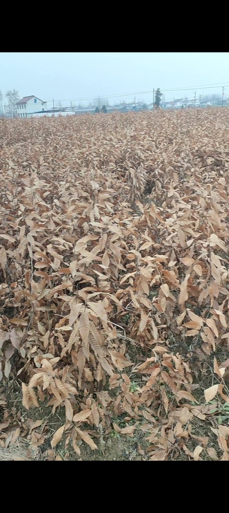栓皮栎苗(青岗橡子苗)杯苗16×14的杯子苗支持视频看货