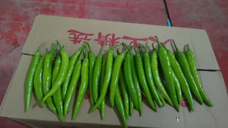 河南省夏邑县301.泡椒，线椒，螺丝椒，苏椒，湘研55