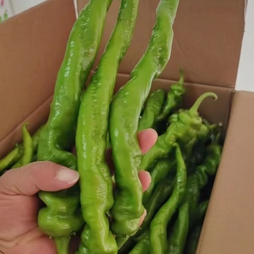 河南省夏邑县301.泡椒，线椒，螺丝椒，苏椒，湘研55