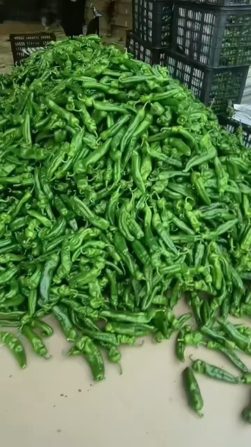 河南省夏邑县301.泡椒，线椒，螺丝椒，苏椒，湘研55
