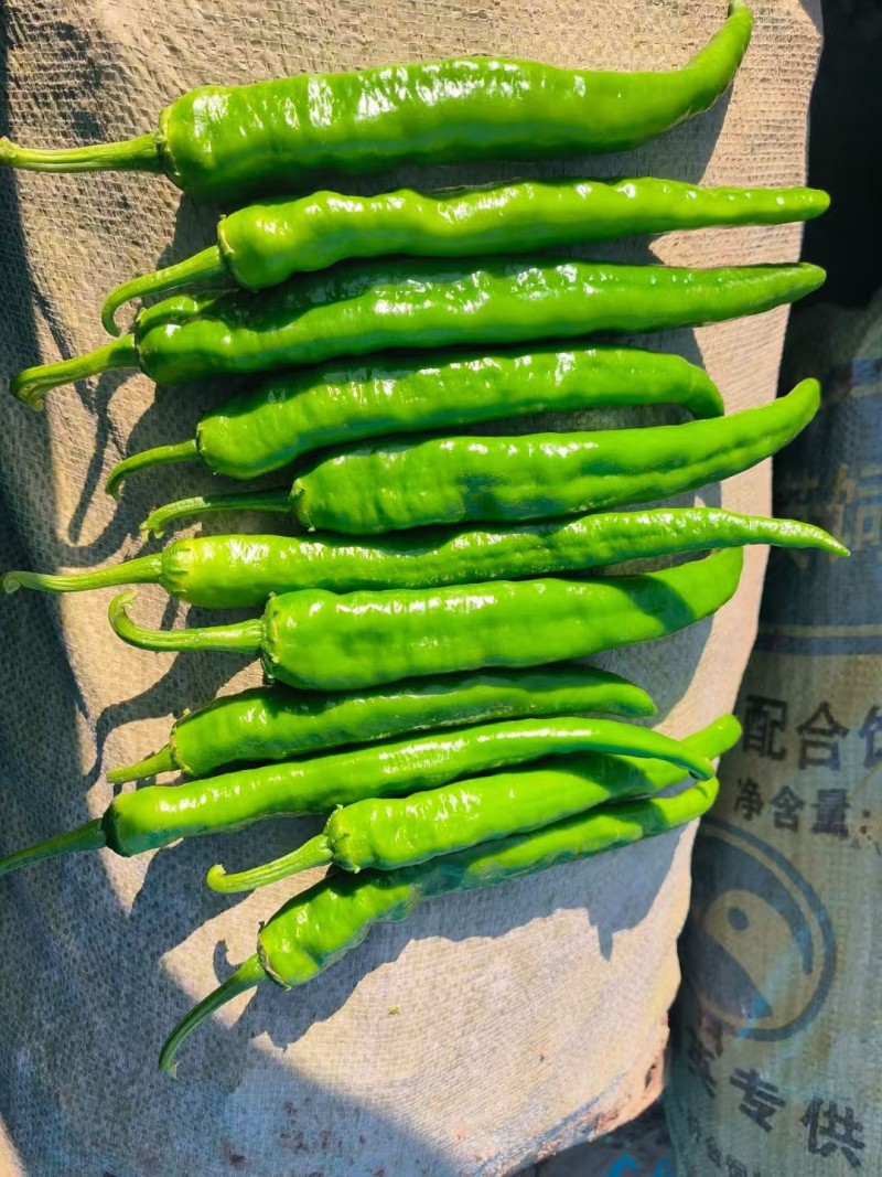 河南省夏邑县301.泡椒，线椒，螺丝椒，苏椒，湘研55