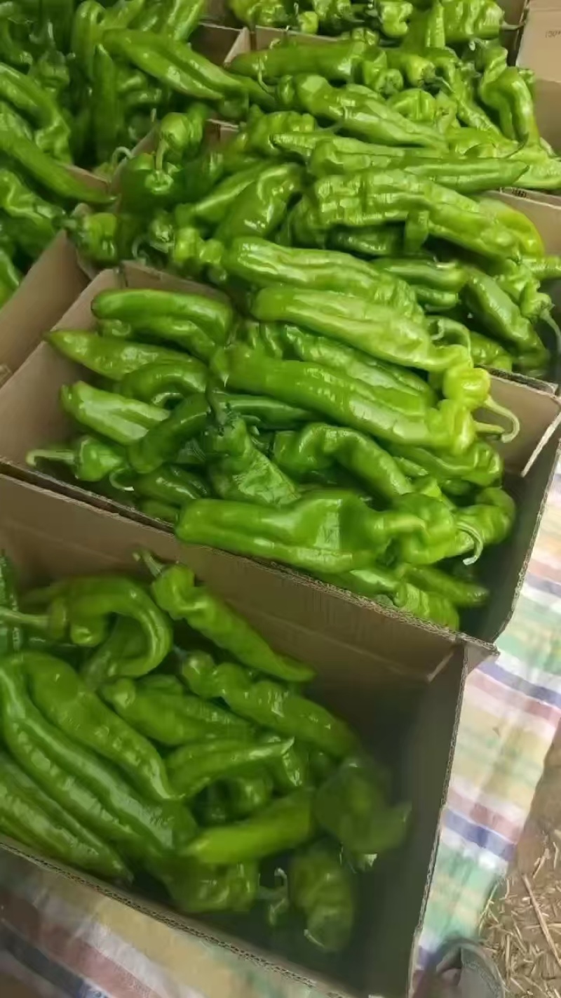 河南省夏邑县301.泡椒，线椒，螺丝椒，苏椒，湘研55