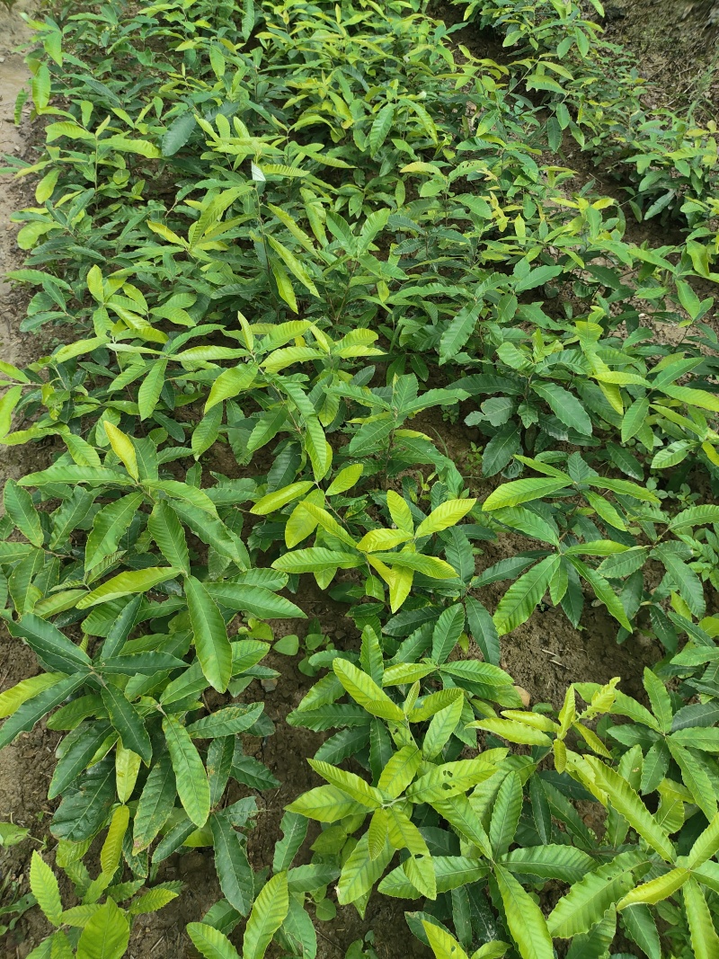 栓皮栎苗(青岗橡子苗)杯苗16×14的杯子苗支持视频看货