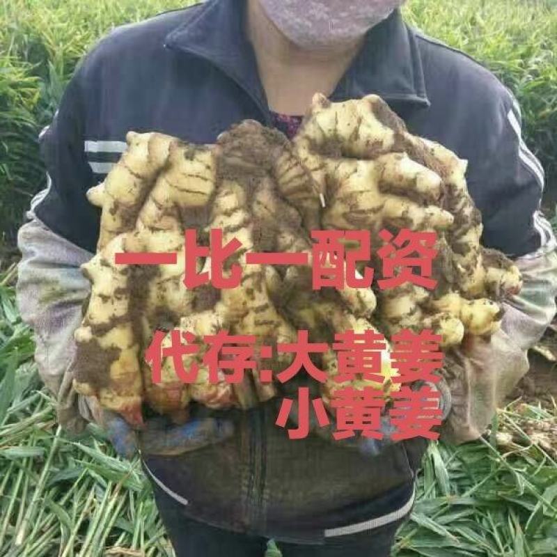 福建生姜批发价格！万亩鲜姜基地，代存:沙土大黄姜、小黄姜