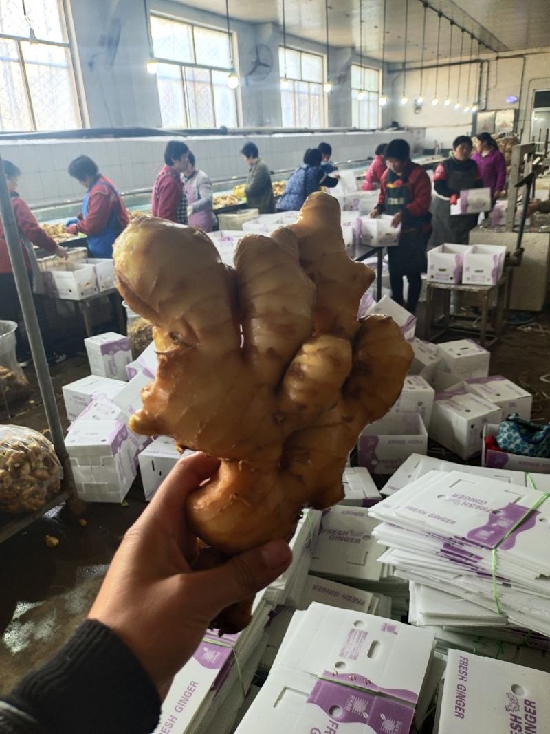福建生姜批发价格！万亩鲜姜基地，代存:沙土大黄姜、小黄姜