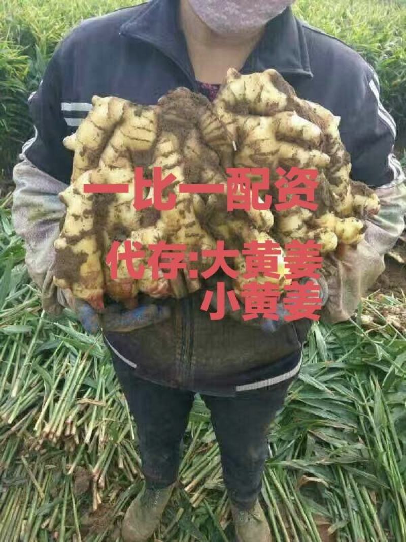 福建生姜批发价格！万亩鲜姜基地，代存:沙土大黄姜、小黄姜