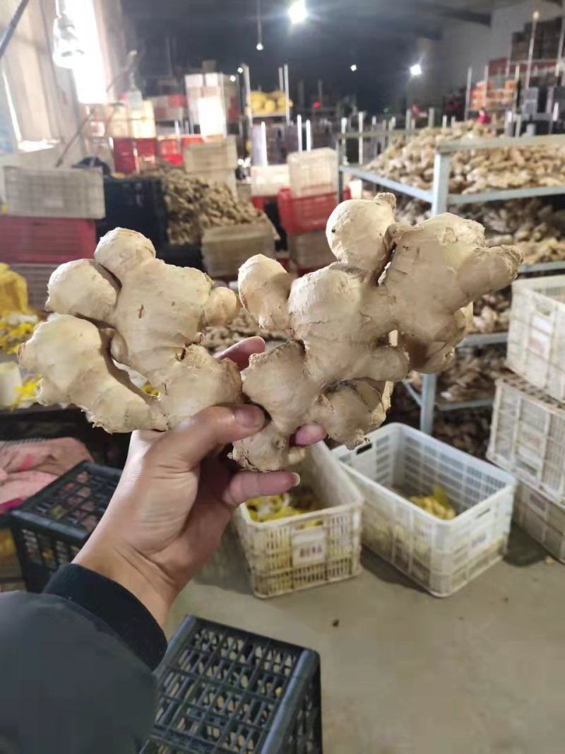 福建生姜批发价格！万亩鲜姜基地，代存:沙土大黄姜、小黄姜