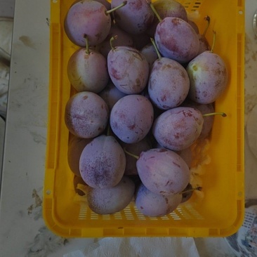 有各种西梅李子！品种有法兰西！红西梅！篮梅！女神，卯爷，